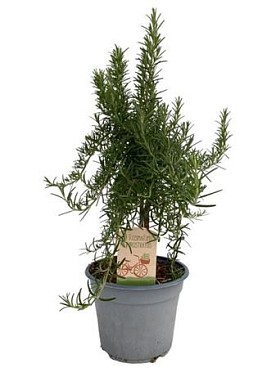 Rosmarinus Prostratus On Stem