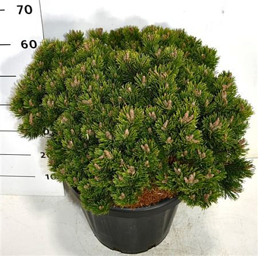 Pinus Mugo Sherwood Compact