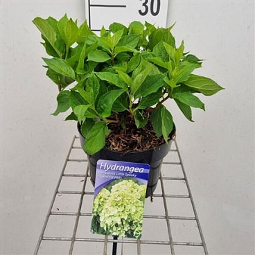 Hydrangea Pan Little Spooky