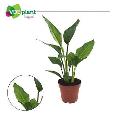 Strelitzia Reginea