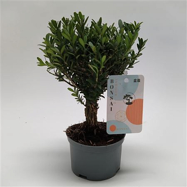 Buxus Bonsai Teeltpot
