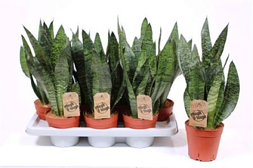 Sansevieria Zeylanica Compacta