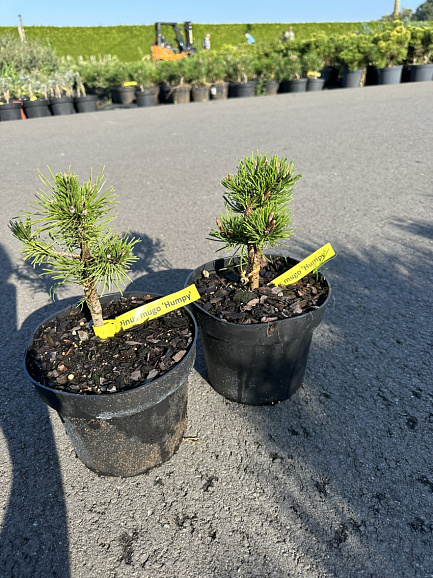 Сосна горная Хампи