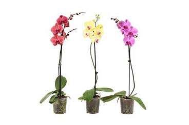 Phal 1st Mix 6/9 (vg Orchids)