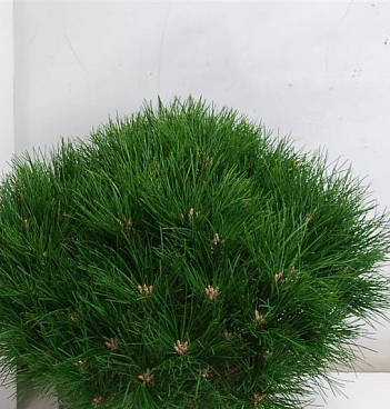 Сосна черная Мари Брегон