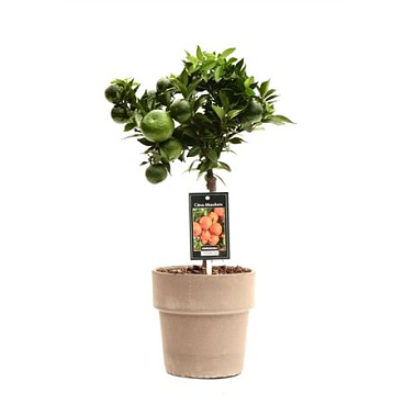 Citrus Mandarin In Verona Pot