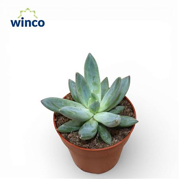Echeveria Hookerii