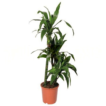 Драцена фрагранс Джанет Крейг 3 ст