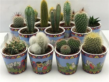 Cactus Mix In Mexicopot