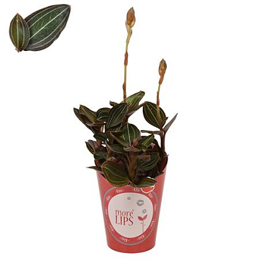 Ludisia Potcover Morelips