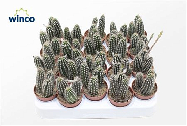 Setiechinopsis Mirabilis