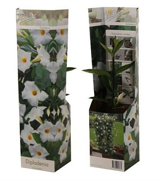 Mandevilla White