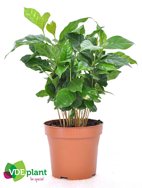 Кофе Арабика