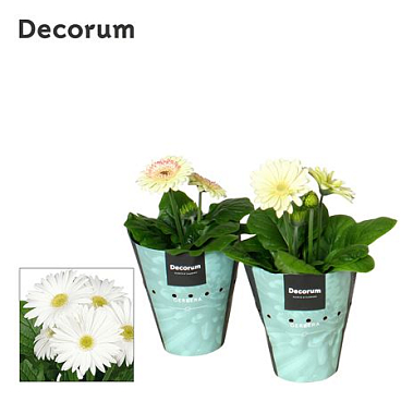 Gerbera White 2+ Potcover (decorum)