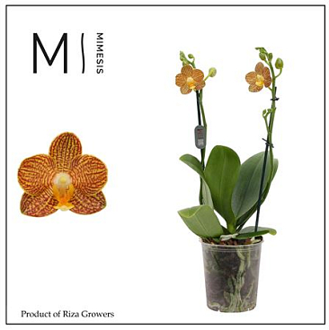 Phal 2st Indian Summer 18+ Mimesis (orchid Growers