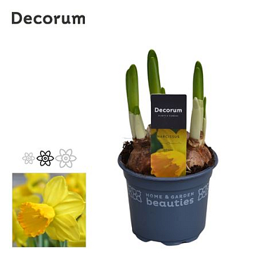 Narcissus Adriana (decorum)