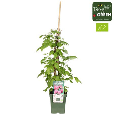 Rubus Idaeus Twotimer Sugana Red Bio