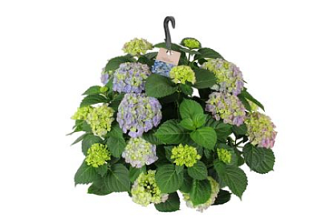 Hydrangea Ma Blue Hanging Plant 15+