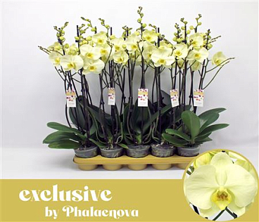 Phal 2st Green Touch 16+ (phalaenova)