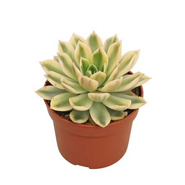 Echeveria Mira Variegata