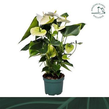 Anth An Samora 6+ (amazone)