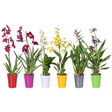 Orchid 1st Mix In Colour Pot