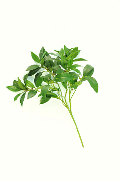 Сирень обыкновенная Южная