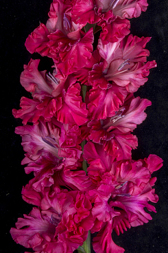 Гладиолус крупноцветковый Бальзам На Душу