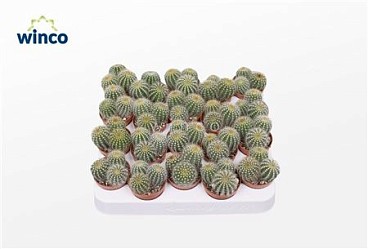 Notocactus Warasii (group)