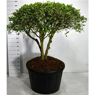 Cornus Mas