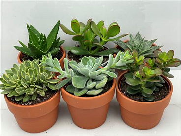 Succulent Rozenpot