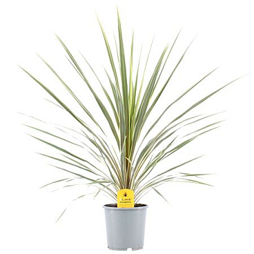 Cordyline Australis Variegata