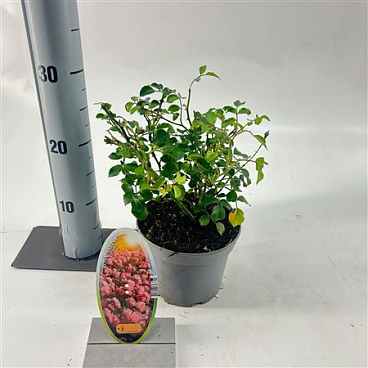 Rosa (h) Satina