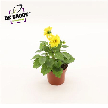 Dahlia Yellow