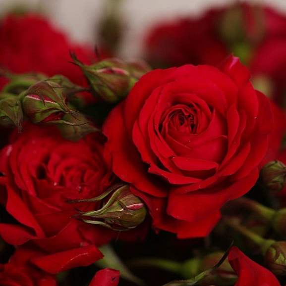 Роза флорибунда Файер Иксквизит