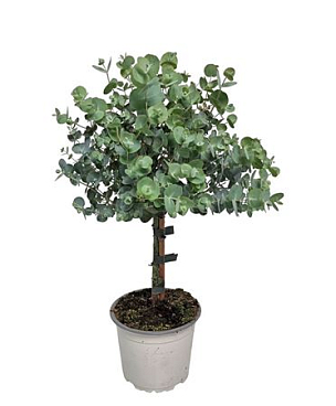 Eucalyptus Cinerea Silver On Stem