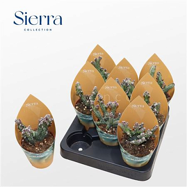 Monvilea Spegazinni Cristata (sierra) Sierra Colle