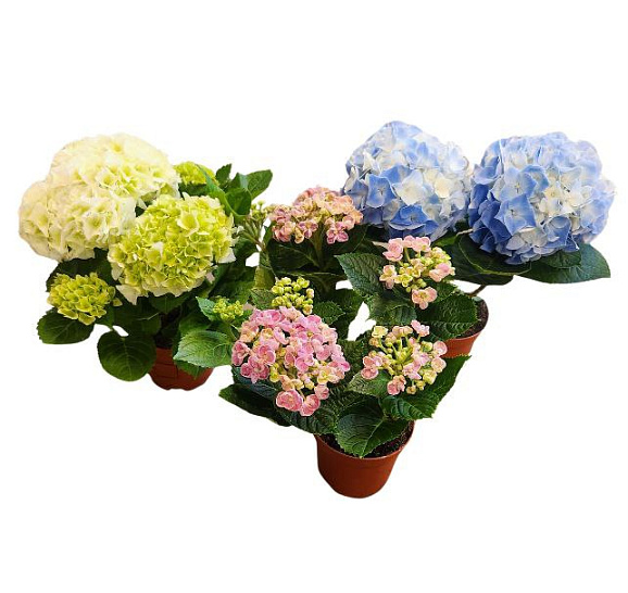 Гортензия Микс