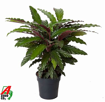 Calathea Wavestar