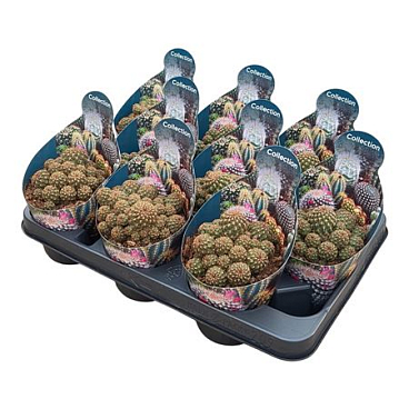 Sulcorebutia Canigueralii Potcover