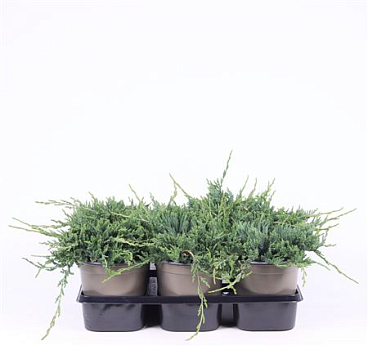 Juniperus Hor Wiltonii