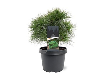 Pinus Strobus Minima