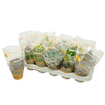 Succulent Mix In Sleeve