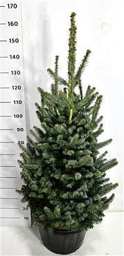 Abies Las Compacta