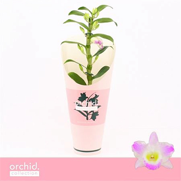 Dendr Nob 1st Pandora Compact Orchid
