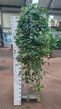 Cissus Rhombifolia 'ellen Danica' Hangplant Xl