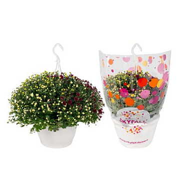 Chrys Skyfall Carnaval In Hanging Pot
