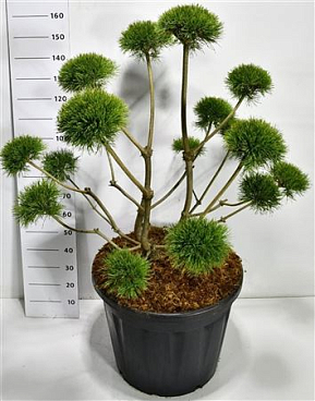 Pinus Sylv Norske Typ