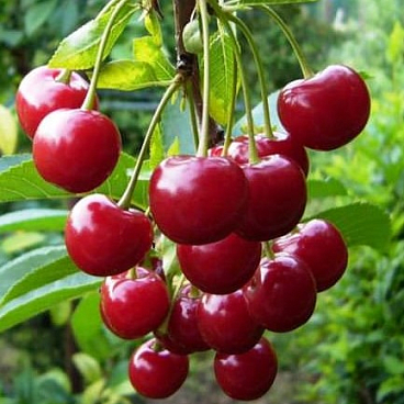 Вишня обыкновенная Молодежная