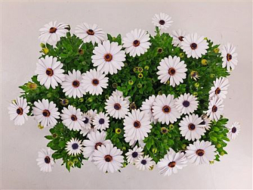 Osteospermum Margarita White